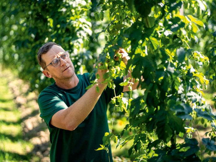 Der Hopfen – ein sensibler Sturkopf: Obmann der Mühlviertler Hopfenbaugenossenschaft Stefan Hofer zwischen den Spalieren, an denen sich der Hopfen hochrankt.